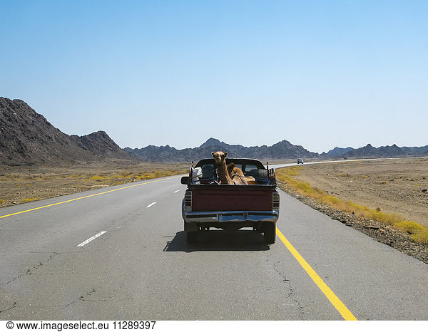 Oman  Sinaw  Dromedar auf Pick-up-Truck