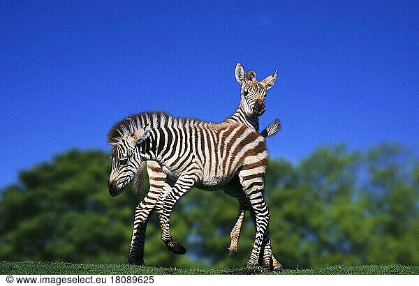 Omas Zebras  Fohlen  spielend (Equus quagga boehmi)  Boehmzebras  Grantzebras (Afrika) (animals) (außen) (outdoor) (stehen) (standing) (Jungtier) (young) (Paar) (pair) (zwei) (two) (Lebensfreude) (joy of life) (Querformat) (horizontal) (Säugetiere) (mammals) (Unpaarhufer) (Huftiere) (hoofed animals) (Pferdeartige) (equids)