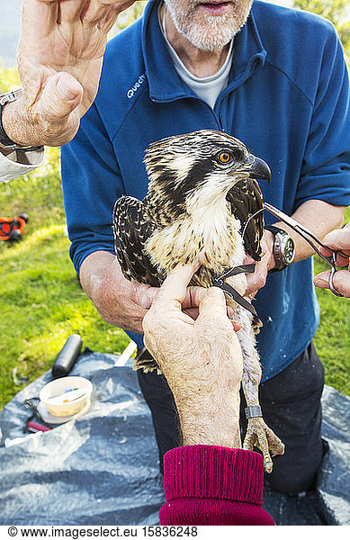 On Friday 11th July 2014  the Young Ospreys that nest on Bassenthwaite in the Lake District National Park  Cumbria  UK  are ringed and fitted with a satelite tracker. they are ringed by Pete