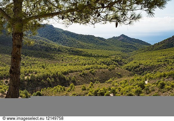 On the hiking trail between Nerja and Frigiliana  Malaga province  Spain.