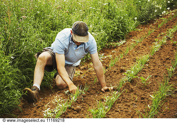 One man tending a row of small plants in a field.
