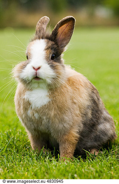One rabbit sitting on grass