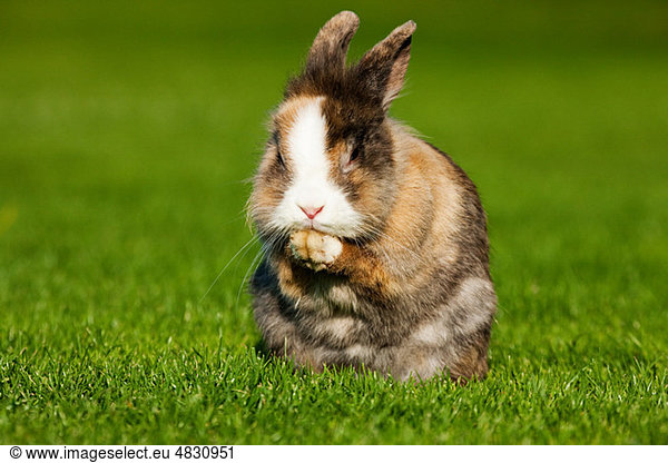 One rabbit sitting on grass