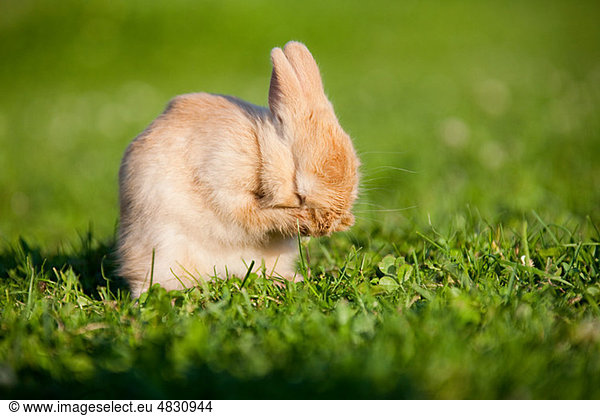 One rabbit sitting on grass cleaning itself