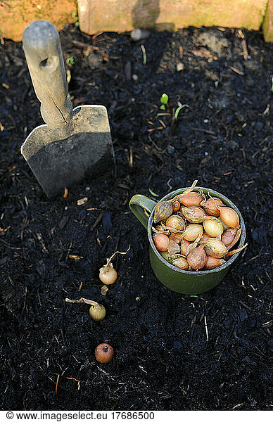 Onions in bucket by trowel on black soil