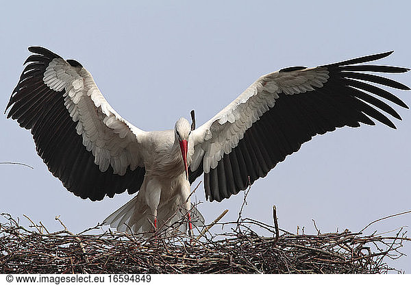 Ooievaar landend op nest Nederland  White Stork landing on nest Netherlands