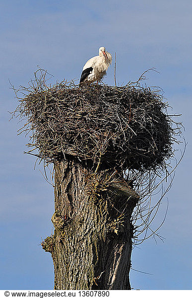 Ooievaar op het nest