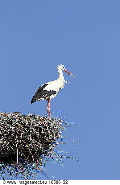 Ooievaar op nest  White Stork on nest