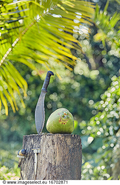 Opening a Coconut on a Farm in Hawaii