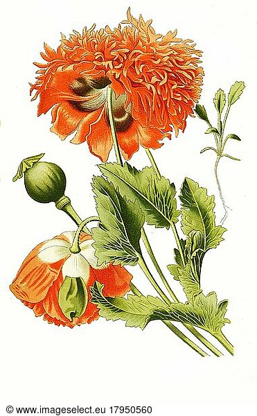 Opium Poppy  Schlafmohn (Papaver somniferum)  digital  restaurierte Reproduktion einer Vorlage aus dem 19. Jahrhundert