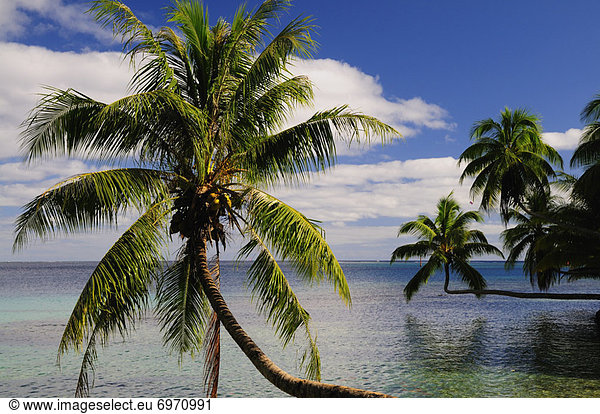 Opunohu Bay  Moorea  French Polynesia