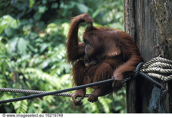 Orang-utan mother with a young one  Sabah  Sepilok Reserve near Sandakan  East Malaysia (Borneo)