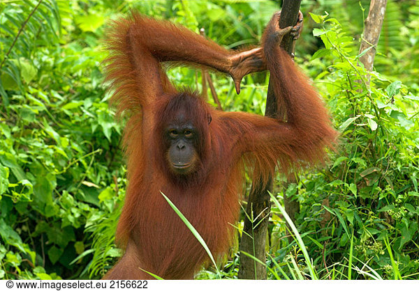 Orang-Utan (Pongo pygmaeus)  standing on the ground and holding himself on a slim trunk of tree  rainforest  Borneo  Kalimantan  Indonesia