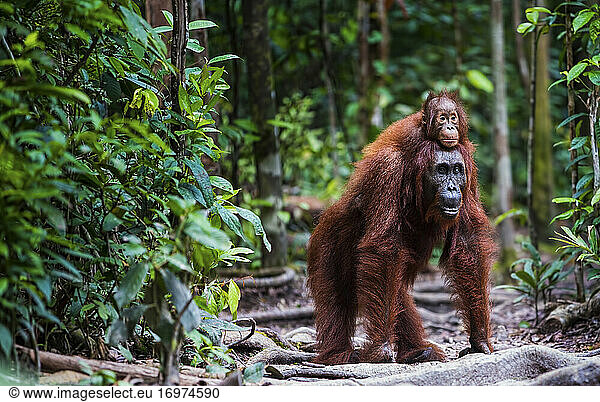 Orang utan with baby walking in forrest