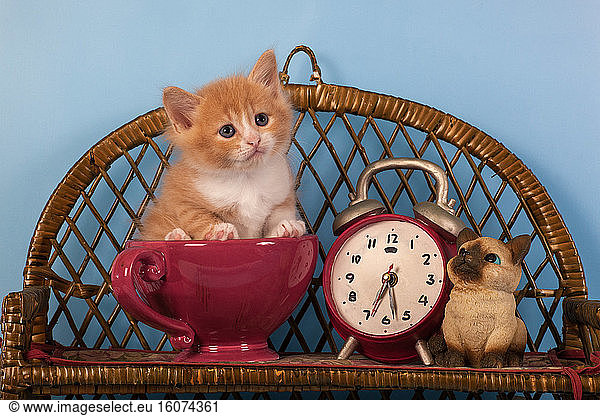 Orange and white kitten sitting in bowl by alarm clock in studio