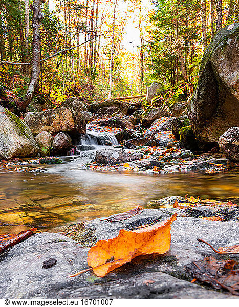 Orange autumn leaves along stream in the White Mountains of NH.