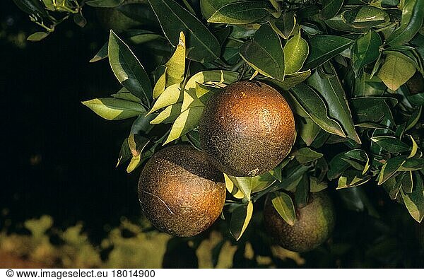 Orange (Citrus sinensis) fruit damaged by the citrus rust mite (Phyllocoptruta oleivora)