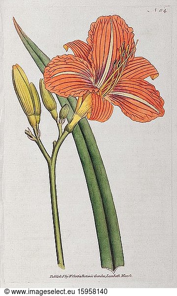 Orange day-lily (Hemerocallis fulva)  hand-coloured copperplate engraving from William Curtis Botanical Magazine  London  1790
