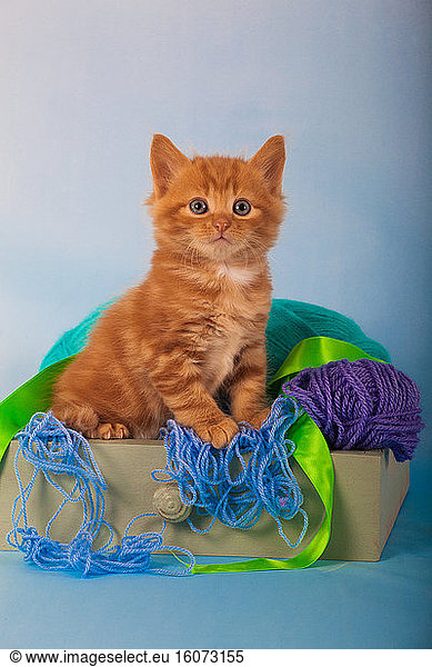 Orange kitten sitting inside drawer with balls of wool in studio