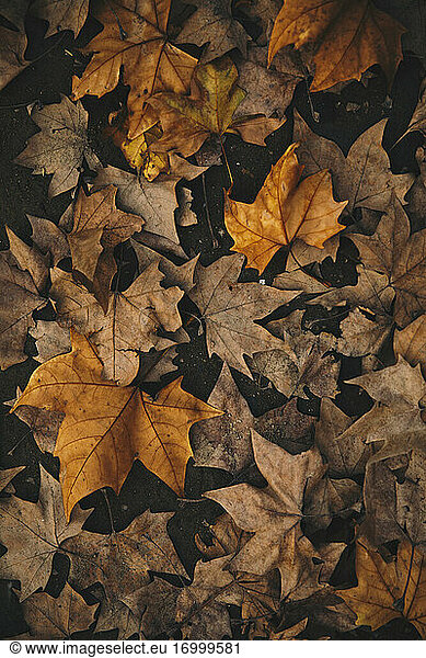 Orange maple leaves fallen on footpath during autumn