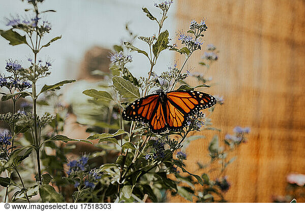Orange monarch butterfly perched on purple flowers and greenery