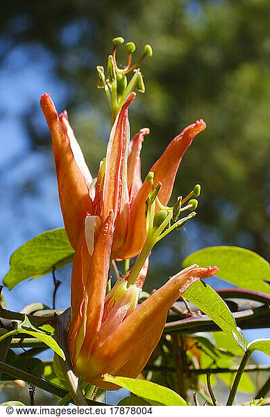 Orange-petaled passion flowers (Passiflora aurantia) blooming in spring