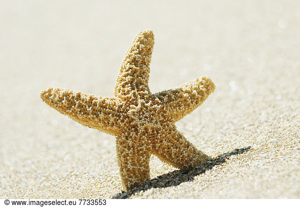 Orange Seastar Standing Upright In Sand.