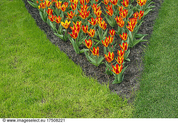Orange tulips blooming in springtime garden