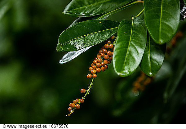 Orangefarbene Beeren an einem grünen Strauch