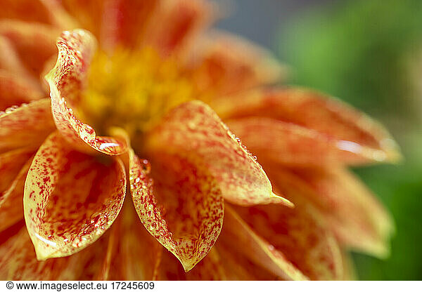 Orangefarbene Dahlie im Frühling