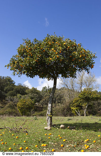Orangenbaum Europa Andalusien Spanien