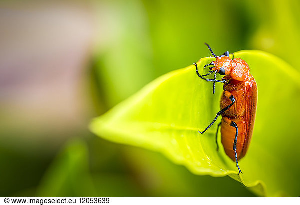 Oranger Käfer auf einem Blatt; Gulu  Uganda