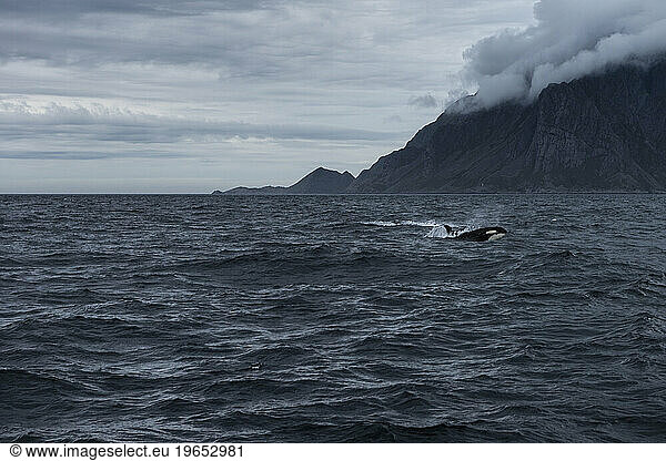 Orca - Killer Whale emerges from the water off the coast of MoskenesÃ?Â¸y  Lofoten Islands  Norway