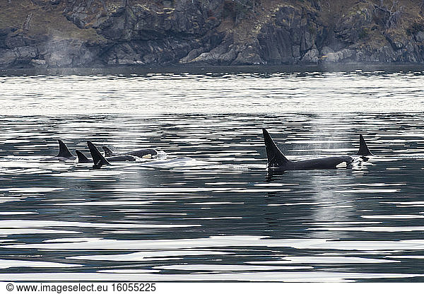 Orcas (Orcinus orca) schwimmen nahe der Oberfläche