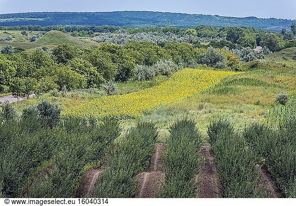 Orchards in protected area of Suta de Movile - The Hundred Hills - Nature Reserve in Riscani District of Moldova.