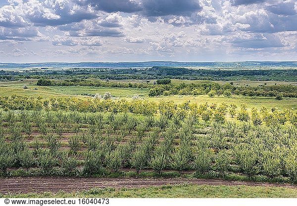 Orchards in protected area of Suta de Movile - The Hundred Hills - Nature Reserve in Riscani District of Moldova.