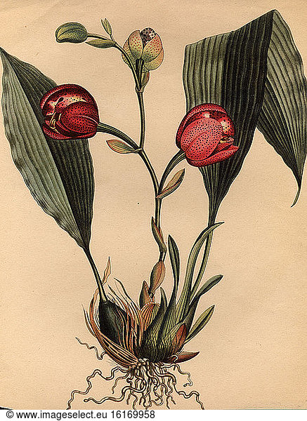Orchid / F. Turpin after A. v. Humboldt / Watercolour  19th Century