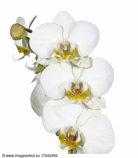 Orchid (Orchidaceae) flower on white background