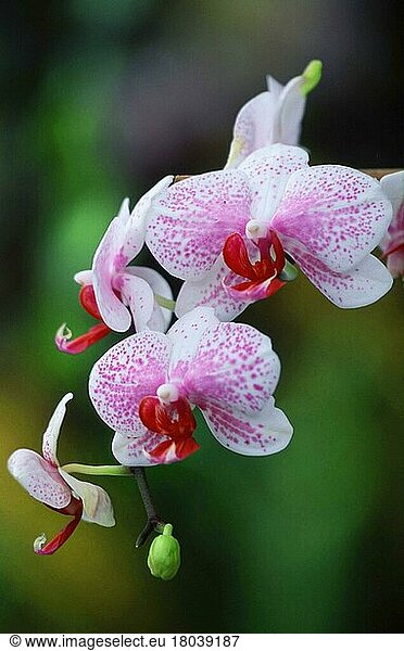 Orchid Orchideenblüten (Pflanzen) (Orchideen) (orchids) (Knabenkräuter) (Blumen) (Zierpflanze) (ornamental plant) (rosa) (pink)