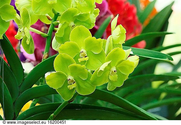 Orchidee Blume im Garten  Phalaenopsis equestris  asparagales borneo  asien
