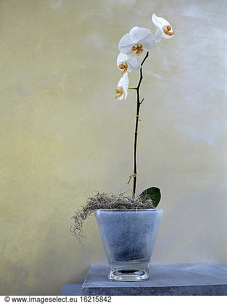 Orchidee im Blumentopf