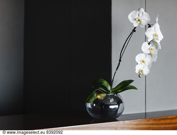 Orchideen in Vase auf der Theke