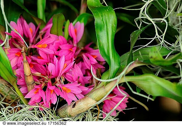 Orchideenblüte im Garten  Borneo  Asien