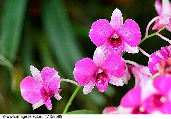 Orchideenblüte im Garten  Borneo  Asien