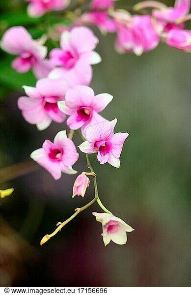 Orchideenblüte im Garten  Borneo  Asien