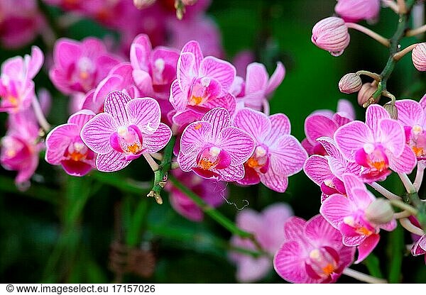 Orchideenblüte im Garten  Borneo  Asien