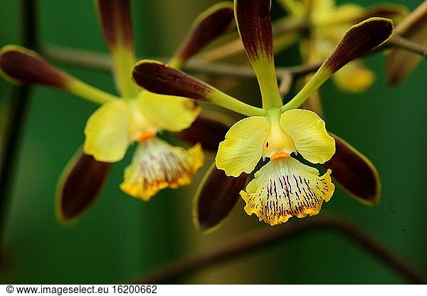 Orchideenblüte im Garten  Encyclia alata  Borneo  Asien