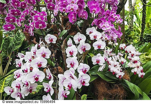 Orchids at the National Orchid Garden  Singapore Botanic Gardens  Singapore  Republic of Singapore.