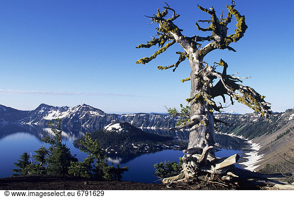 Oregon  Crater Lake National Park  knorrigen Pine Tree Haken oben Kratersee und Assistenten Insel.