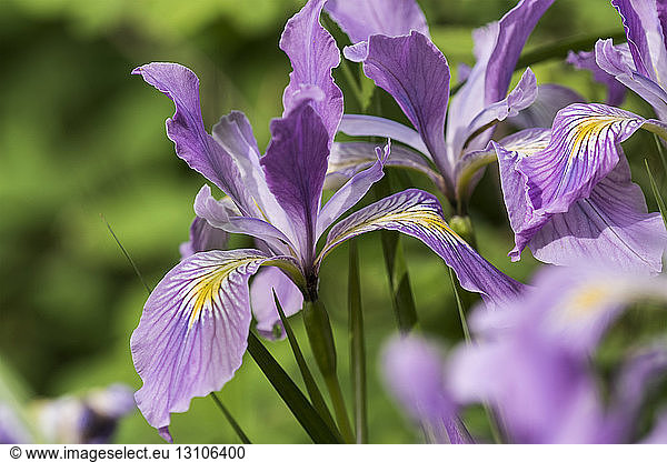 Oregon iris (Iris tenax) blooms profusely in Western Oregon; Elsie  Oregon  United States of America